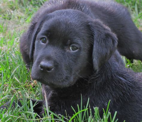 labrador breeders near me